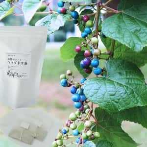 【新茶】酵素が生きてる!ウマブドウ茶★お湯だし3分&煮出しもOK! 独自の特殊加工を是非!!野ぶどう茶