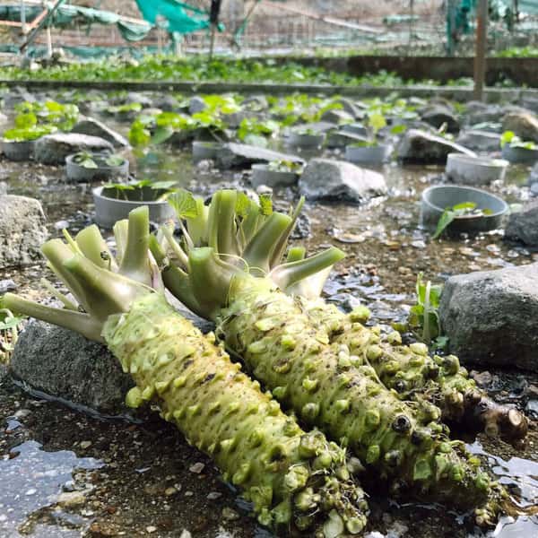 最高級品種!無農薬 真妻わさび