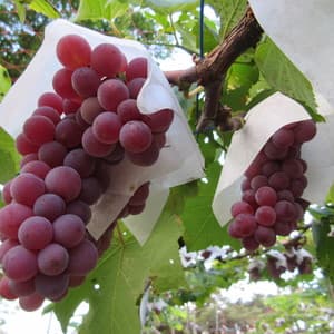 自然栽培ぶどう (デラウェア)の口コミ・レビュー(なちゅさん)