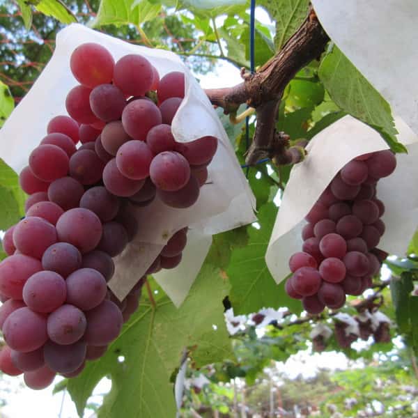 自然栽培ぶどう (デラウェア)