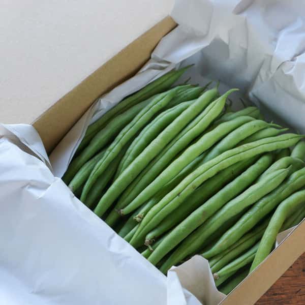 与論のミネラルたっぷり!有機いんげん贈答用