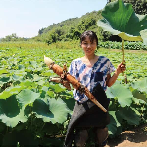無農薬・無施肥の自然栽培のれんこん